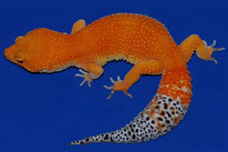 Blood Hypo Tangerine (Linie von JMG Reptile aka Jeff Galewood)