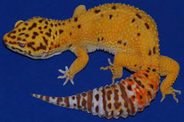 (Tangerine) Bell Albino