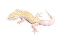 Isicle - TUG Snow Enigma Tremper Albino Eclipse