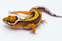 Firebold Jungtier von Ultimate Gecko