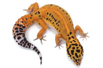 Afghan Tangerine (Linienzucht von Mateusz Hajdas, Ultimate Gecko)