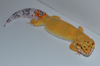 Atomic (Linie von A&M Geckos)