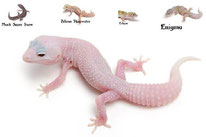 Super Crystal - Enigma Mack Super Snow Eclipse Rainwater Albino