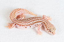 Mack Super Snow Bell Albino