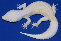 White Knight (Blizzard Bell Albino Eclipse)