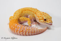 RAPTOR - Tangerine Tremper Albino Eclipse Patternless Stripe