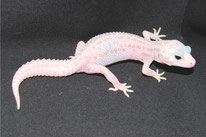 Mack Super Snow Rainwater Albino