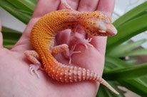 RADAR subadult von FB-Leopardgecko