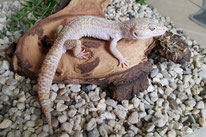 Phantom - TUG Snow Super Hypo Tremper Albino