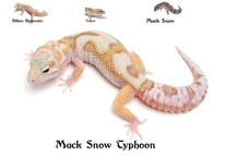 Mack Snow Typhoon - MS Rainwater Albino Eclipse Patternless Stripe