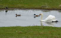 Höckerschwan Löffelente Kiebitz, Foto: ©KBenedickt 