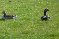 Graugans, anser anser, Foto: ©KBenedickt
