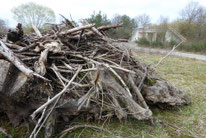 Totholzhaufen, Foto: ©KBenedickt
