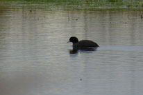 Blässhuhn, fulica atra, Foto: ©KBenedick   t 