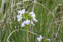 Wiesenschaumkraut ,cardamine pratensis, Foto: ©KBenedickt