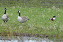 Kandagänse branta canadensis ,Löffelente, Foto:  ©KBenedickt
