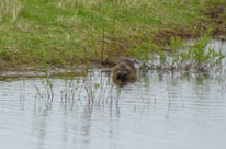 Nutria, myocastor coypus, Foto: ©KBenedickt