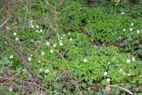 Buschwindröschen, anemone nemorosa, Foto: ©KBenedickt