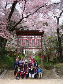 飯沼神社の石段桜。4/10には、御柱柱祭りが行われます。準備が進んでいました。