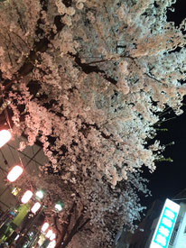 恵利子さん：夜桜