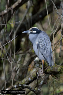 Yellow Crowned Night Heron