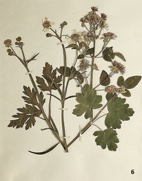 19th century Pressed woodland plants or herbarium