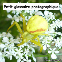 Glossaire arachnologique