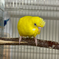 ももん＠セキセイインコ