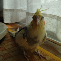 てんちゃん（元でーちゃん）＠オカメインコ