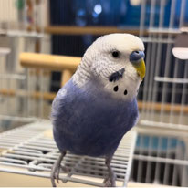 ティラ＠セキセイインコ