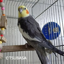 ぴくみん＠オカメ（認定NPO法人TSUBASA）