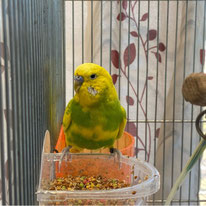 パラマタ＠セキセイインコ