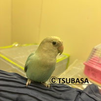 ペックル＠コザクラ（認定NPO法人TSUBASA））