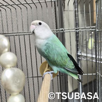 ペックル＠コザクラ（認定NPO法人TSUBASA））