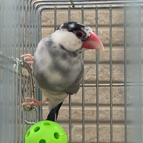 みーやん＠文鳥