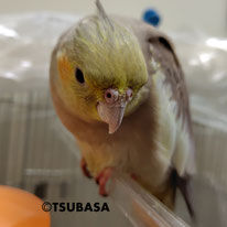 さくらもち＠オカメインコ（認定NPO法人TSUBASA）