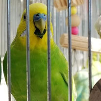 プライス＠セキセイインコ