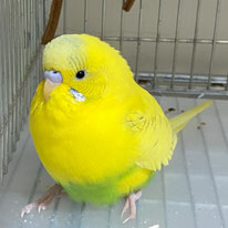 ワトル＠セキセイインコ