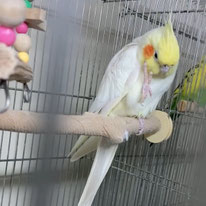 レモンマートル＠オカメインコ