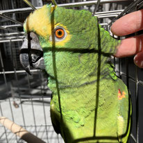 みどり＠アオボウシインコ