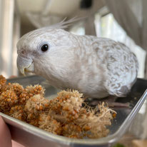 りーちゃん＠オカメインコ