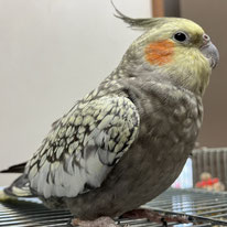 あいな＠オカメインコ