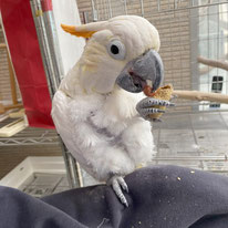 ココナッツ＠コキサカオウム