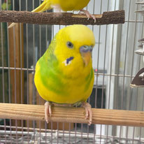 ルナ＠セキセイインコ