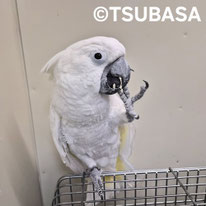 タイタン（NPO法人TSUBASA）