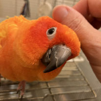 ニコ＠コガネメキシコインコ