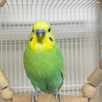 たーたん＠セキセイインコ