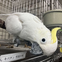 ぴーやん＠キバタン