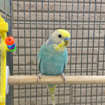 リーナ＠セキセイインコ