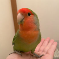 ソラリス＠コザクラインコ